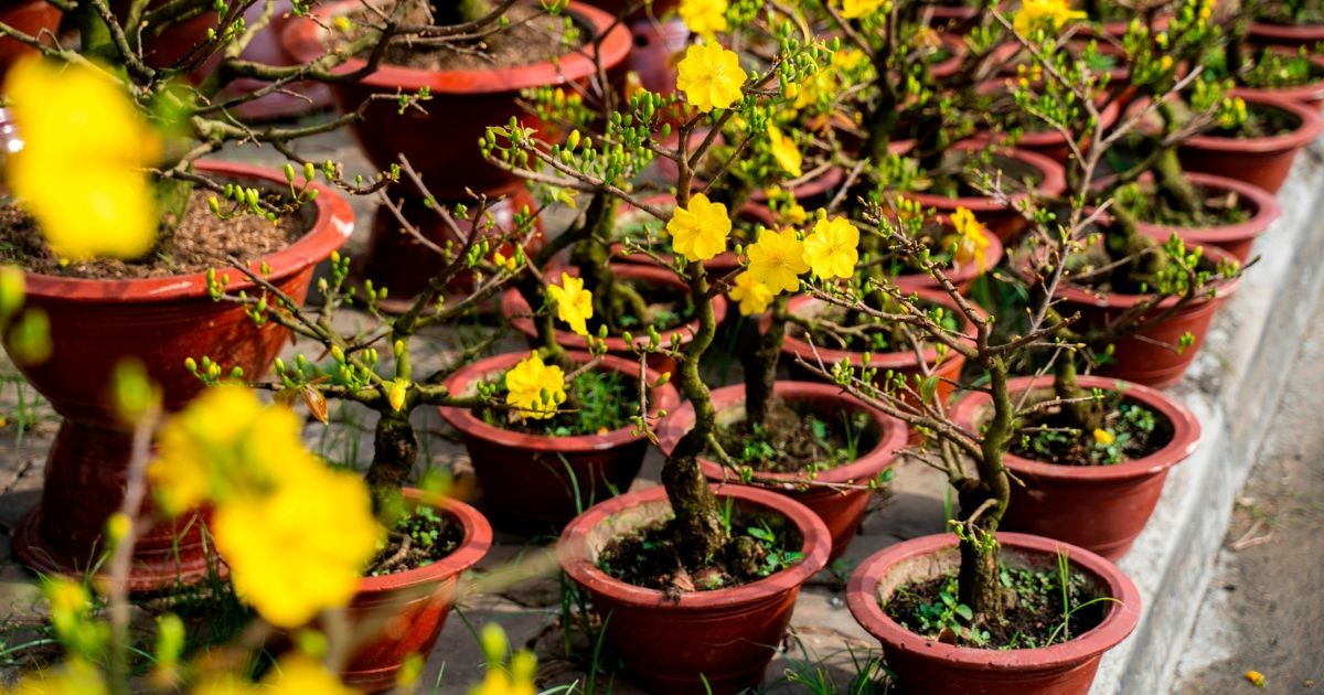 Chợ hoa Tết - Hội Hoa Xuân KCN Hiệp Phước 2019 | Khu Công Nghiệp Hiệp Phước