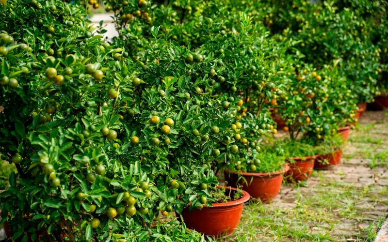 Chợ Hoa Tết - Hội Hoa Xuân Kcn Hiệp Phước 2019 | Khu Công Nghiệp Hiệp Phước