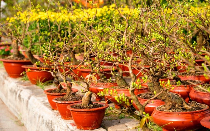 Chợ Hoa Tết - Hội Hoa Xuân Kcn Hiệp Phước 2019 | Khu Công Nghiệp Hiệp Phước