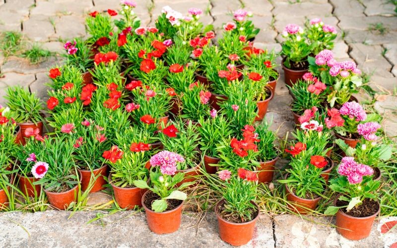 Chợ Hoa Tết - Hội Hoa Xuân Kcn Hiệp Phước 2019 | Khu Công Nghiệp Hiệp Phước